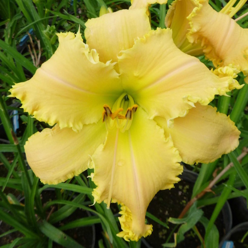 Maxim and Marika - 1 Fan